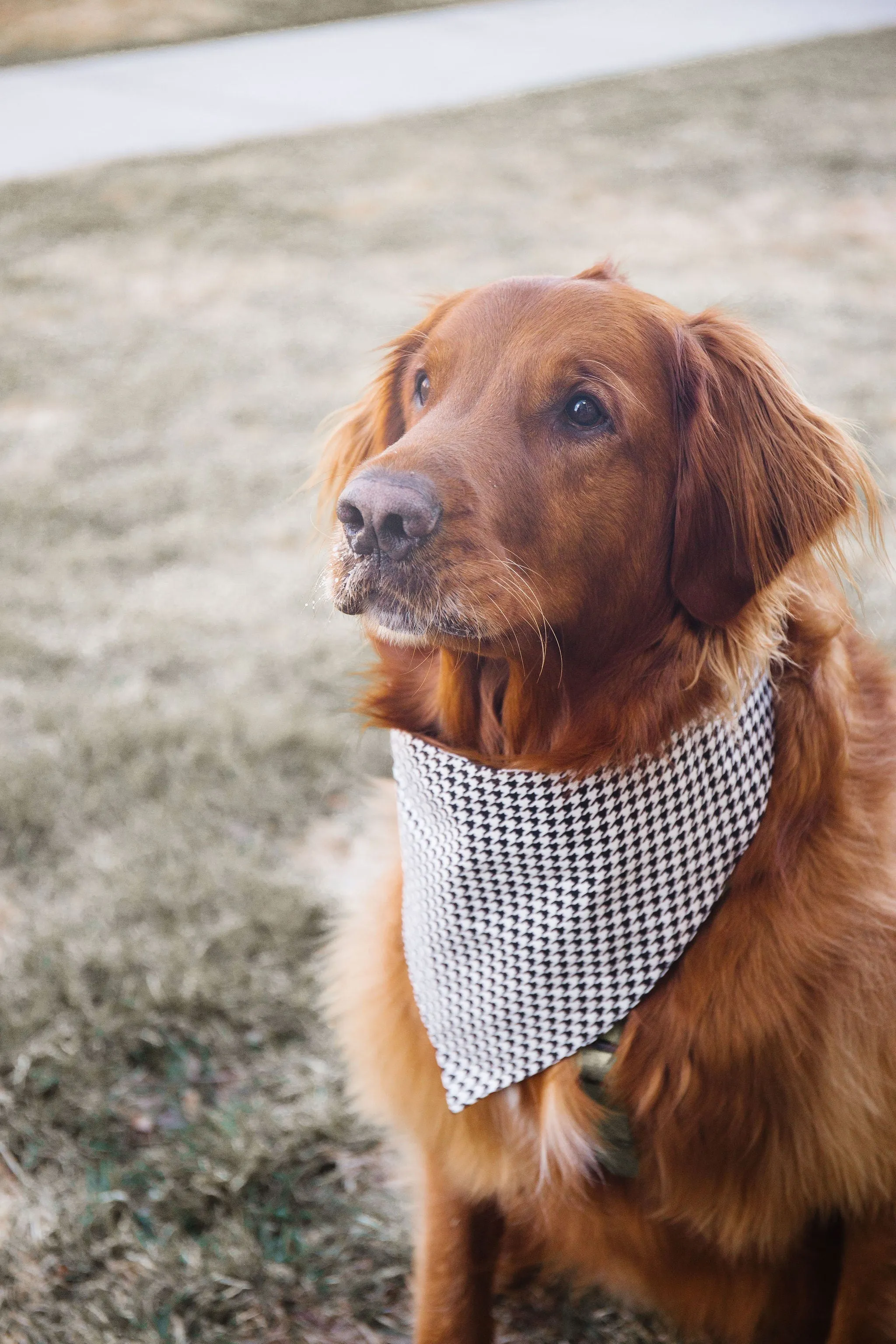 Black Houndstooth Reversible Dog Bandana